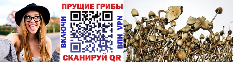 Псилоцибиновые грибы Psilocybe  Шиханы 